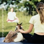 Yoga mit Schafen & Ziegen in der Jurte