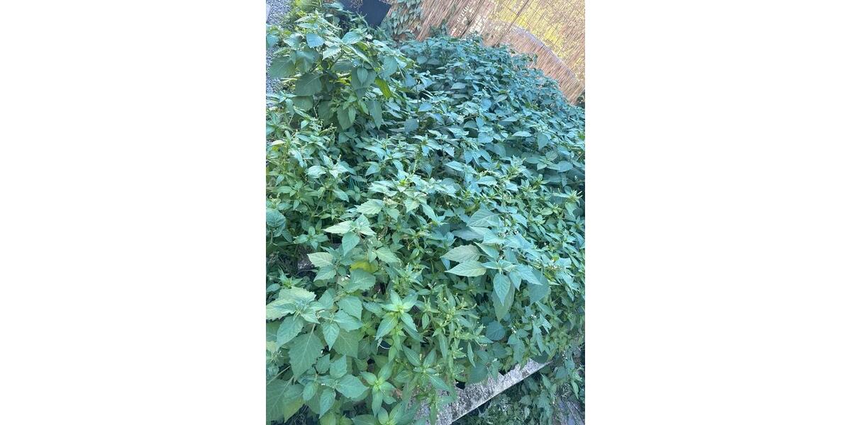 Etagenwohnung Neunkirchen - 4 Zimmer, 100 m&sup2;, 900&euro; | Angebot:27637814