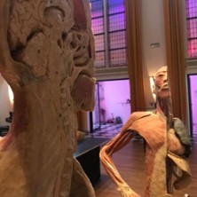 KÖRPER Sonderausstellung Gifhorn 25.10.2026 Stadthalle Gifhorn